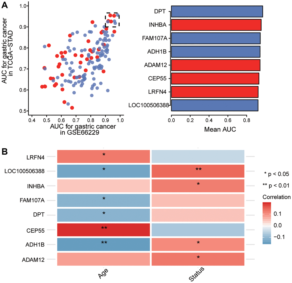 Screening of key genes. (A) Identification of key genes with areas under the receiving operating characteristic curve (AUCs) greater than 0.9 in The Cancer Genome Atlas (TCGA) and GSE66229. Red indicates up-regulated expression and blue, down-regulated. (B) Correlation of key gene expression with age and overall survival of gastric cancer patients in the TCGA dataset. Red indicates a positive correlation and blue, a negative correlation. *P **P 