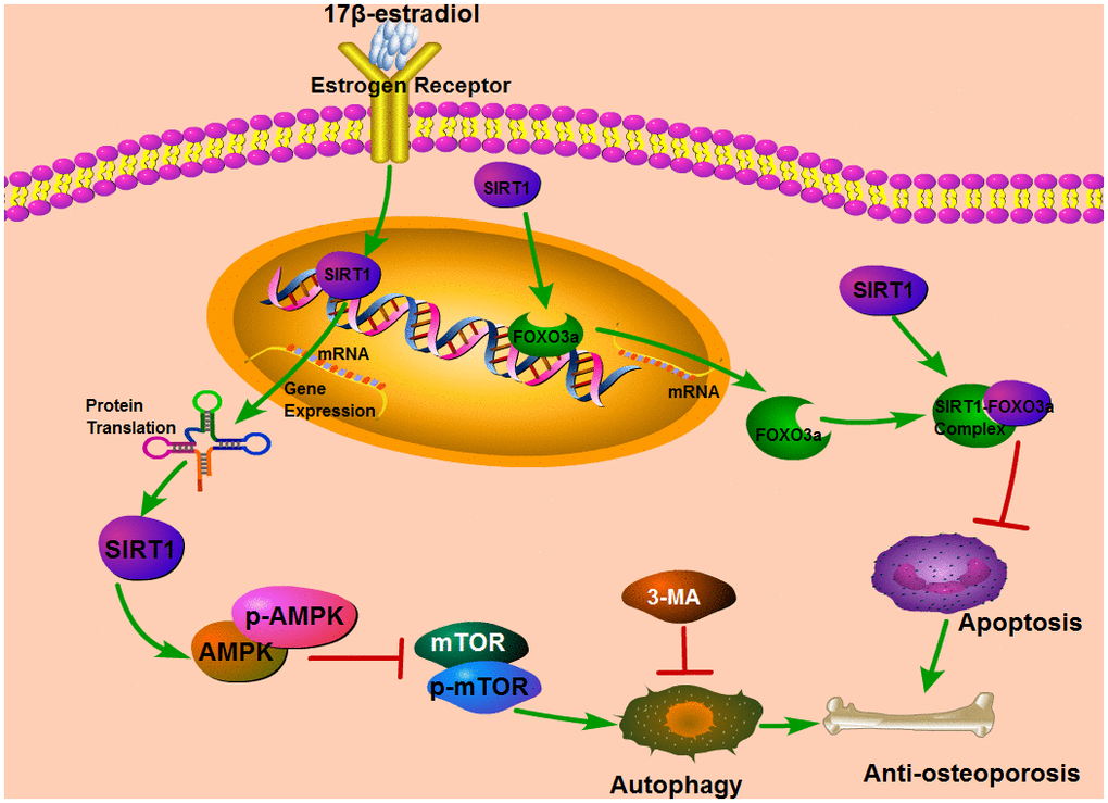 The diagram describes the underlying mechanism that the up-regulation of SIRT1 induced by 17β-E2 could promote autophagy via the AMPK-mTOR pathway and inhibit apoptosis by the FOXO3a activation.