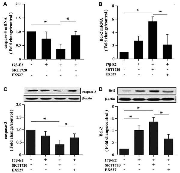 Detection of caspase-3 and Bcl-2 expression in hFOB1.19 osteoblasts by real-time PCR and Western blot assay. Cells were pretreated with or without SRT1720 and EX527 for 2 h, and then cultured with 17β-E2 (10-6 M) for 24 h. The expression of caspase-3 (A) and Bcl-2 (B) mRNA in osteoblasts were assessed by RT-PCR. The data were normalized to GAPDH. The expression level of caspase-3 (C) and Bcl-2 (D) proteins in osteoblasts were measured by Western blotting. The histograms showed the relative protein expression of caspase-3 (C) and Bcl-2 (D) normalized to β-actin protein, and the densitometry analysis of the blots were estimated by using the Image J Software. The data were expressed as the means ± SD from 3 independent experiments. Statistically significance was evaluated using the Student’s t-test. * P  0.05 vs. the control group was considered significant.