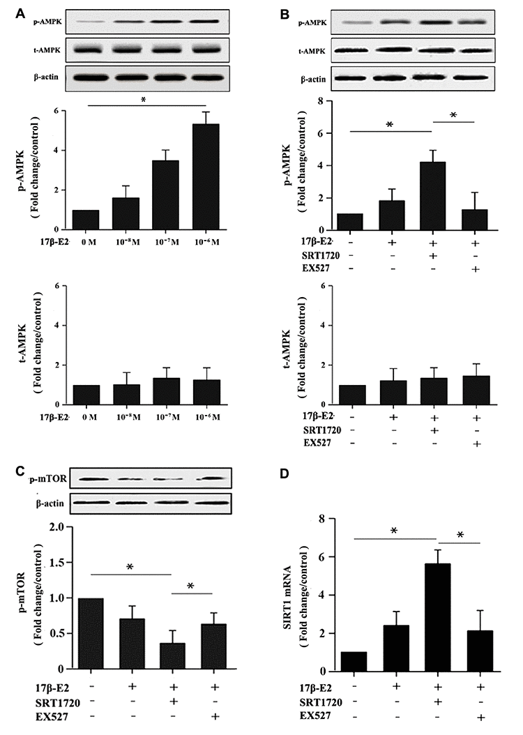 Up-regulation of SIRT1 induced by 17β-E2 promoted autophagy in osteoblasts via AMPK-mTOR pathway. Western blotting showed the expression of p-AMPK, t-AMPK, p-mTOR and β-actin in osteoblasts among the groups. (A) The expression level of AMPK phosphorylation in osteoblasts treated with 17β-E2 (0, 10-8, 10-7, 10-6 M) for 24 h. Cells were pretreated with or without SRT1720 and EX527 for 2 h, and then cultured with 17β-E2 (10-6 M) for 24 h. Western blotting showed the expression of p-AMPK (B), and p-mTOR (C) proteins in osteoblasts. The histograms showed the relative expression of p-AMPK and p-mTOR normalized to β-actin, and the densitometry analysis of the blots were estimated by using the Image J Software. The expression ofSIRT1 (D) mRNA in osteoblasts were measured by RT-PCR. The data were expressed as the means ± SD from 3 independent experiments. Statistically significance was evaluated using the Student’s t-test. * P 