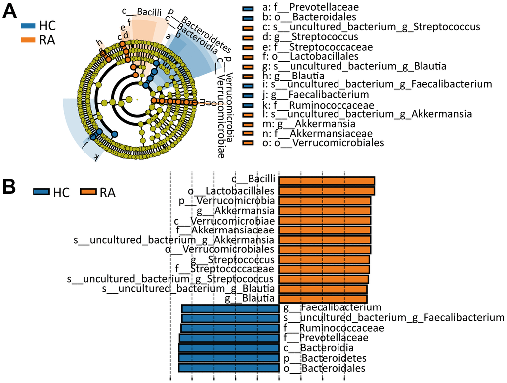 Line discriminant analysis (LDA) effect size analysis. (A) Cladogram indicating the phylogenetic distribution of differential gut microbiota between the HC or RA group. (B) The differential gut microbiota with LDA Score >4 between the HC and RA groups.