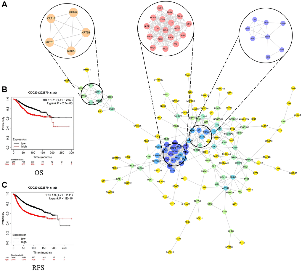 (A) Top three modules from the protein-protein interaction network. (B) Overall survival in patients with breast cancer based on the expression of CDC20. (C) Recurrence-free survival in patients with breast cancer based on the expression of CDC20.