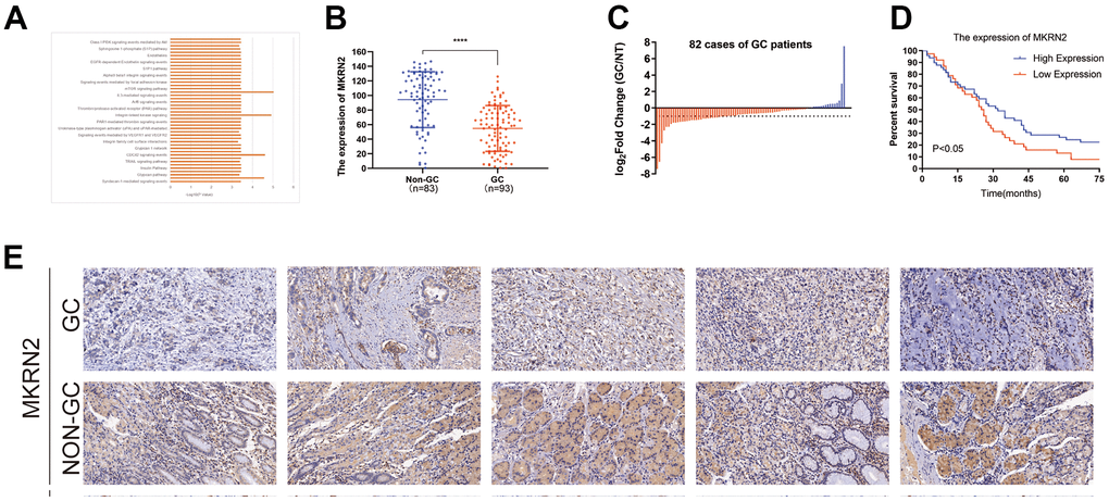 Reduced expression of MKRN2 was found in human and gastric cancer (GC) cell line samples. By referring to the TCGA, we found that MKRN2 expression was associated with cell signaling pathways related to cell proliferation (A). Expression of MKRN2 in gastric cancer tissues (n=93) as compared to adjacent tissues (n=83) (B, E). The reduced expression of MKRN2 in GC tissues as compared to adjacent issues by relative expression (the expression ratio of gastric cancer to normal tissue, GC/NT) (C). The expression of MKRN2 in gastric cancer tissues positively correlates with patient survival rate. Kaplan-Meier curves show patients with high MKRN2 expression have better overall survival than the patients with lower expression (D).