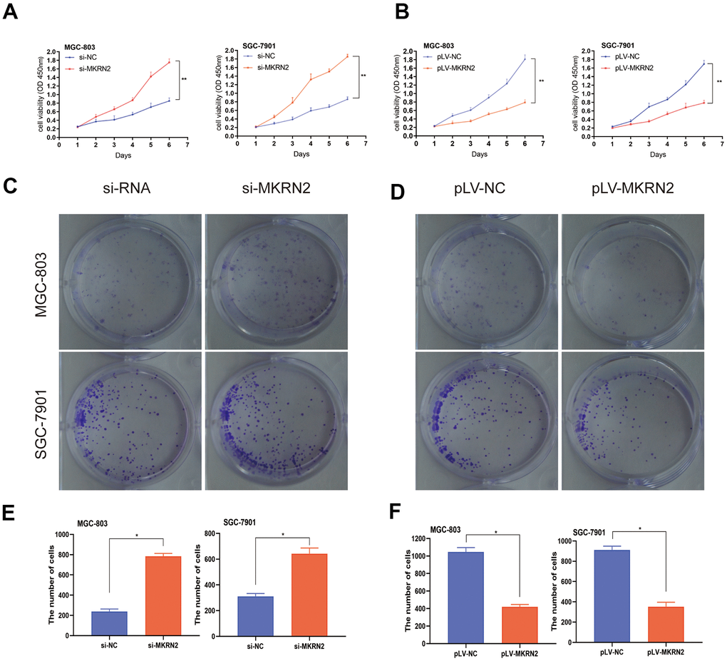 Effect of MKRN2 modulation on gastric cancer cells in vitro. SGC-7901 and MGC-803 cells were transfected with lentiviral vector containing MKRN2 (pLV-MKRN2) or negative control vector (pLV-NC). Cell proliferation was determined by CCK8 assay and colony formation assay in the SGC-7901 and MGC-803 cells transfected with MKRN2 mimics. Representative photos from the colony formation assay in the SGC-7901 and MGC-803 cells transfected with pLV-MKRN2, pLV-NC. (A, C, E, *: PB, D, F,*: P