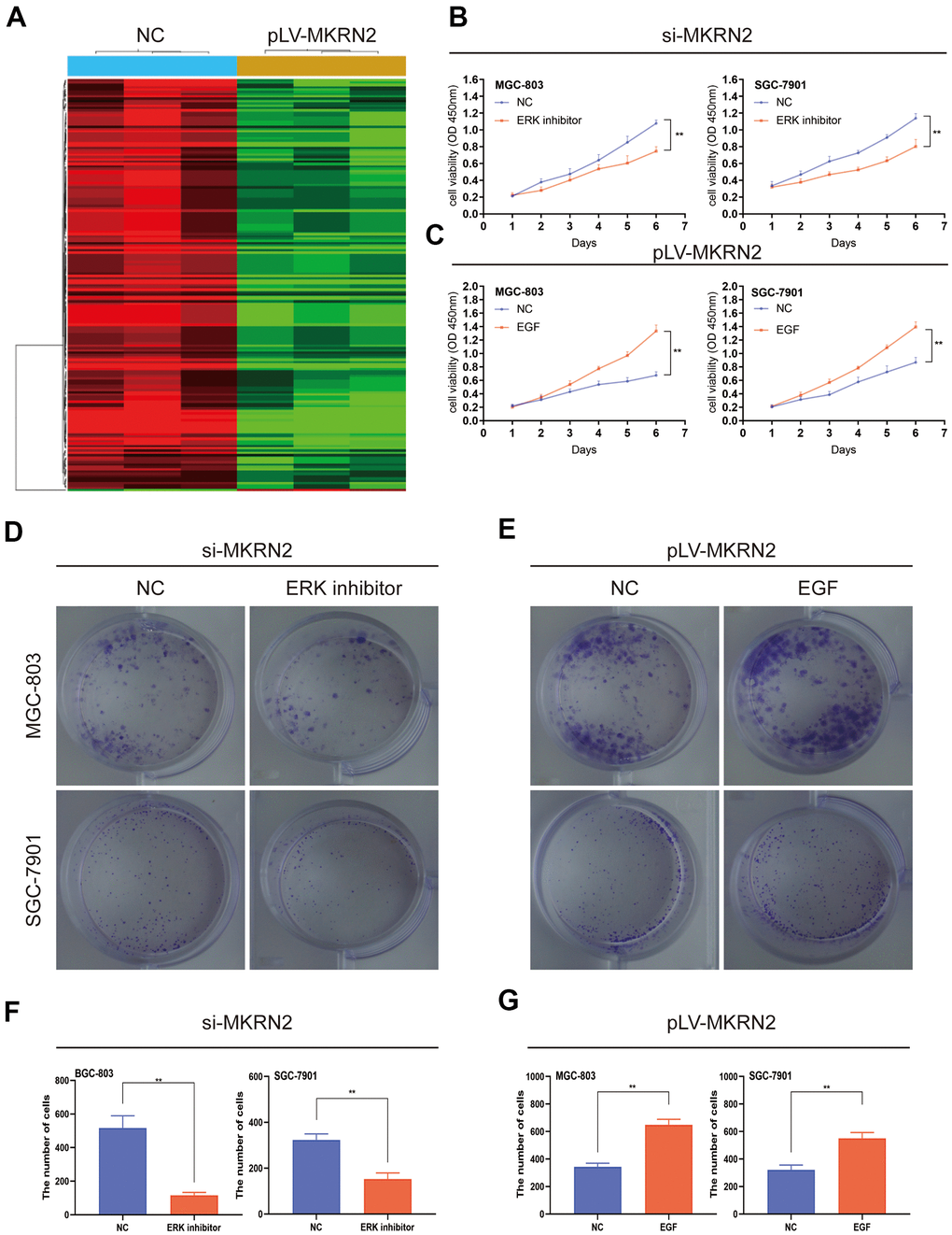 MKRN2 negatively regulates cell proliferation by inhibiting ERK. The result of RNA-seq analysis showed MKRN2 affects the ERK signaling pathway (A). When ERK activator in SGC-7901 and MGC-803 cells in which MKRN2 was overexpressed, it promoted cell proliferation (C, E, G). However, when used an ERK inhibitor in SGC-7901 and MGC-803 cells in which MKRN2 was inhibited, inhibition of cell proliferation was observed (B, D, F).