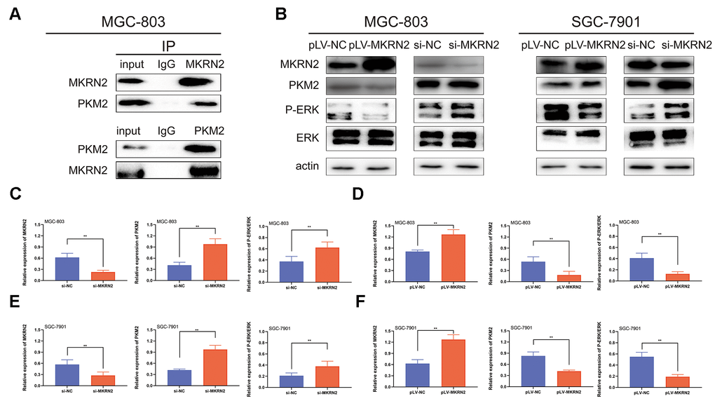 MKRN2 inhibits PKM2 by promoting its degradation. Using Co-immunoprecipitation experiments with gastric cells, we showed that MKRN2 was able to coimmunoprecipitate endogenous PKM2 (A). MKRN2 decreased ERK phosphorylation by promoting ubiquitination-mediated degradation of PKM2 (B). In plv-MKRN2 transfected MGC-803 cells, level of PKM2 and ERK phosphorylation significantly decreased (D, F). Knockdown of MKRN2 increased the level of PKM2 and ERK phosphorylation (C, E).