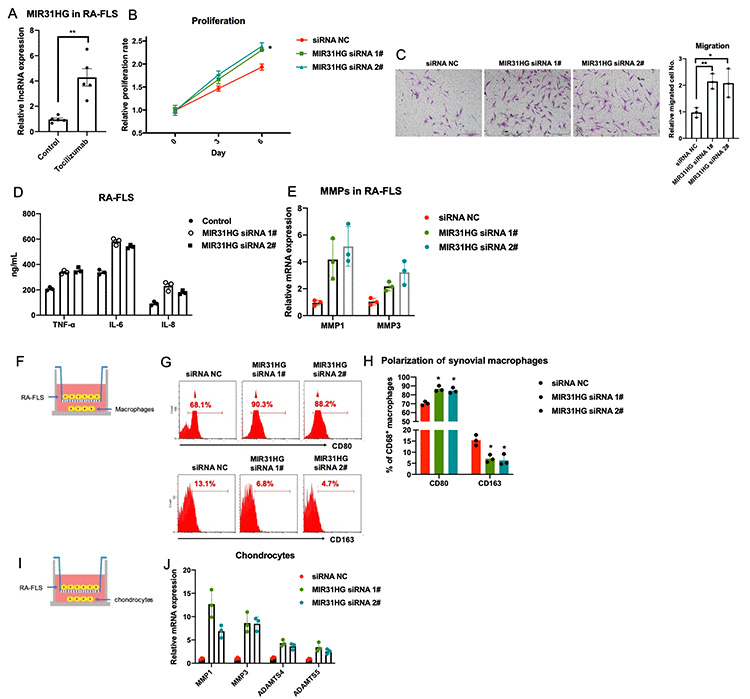The effects of lncRNA MIR31HG on RA-FLS-mediated inflammation. (A) The effects of tocilizumab on endogenous expression of MIR31HG in RA-FLS (n=3). (B–E) MIR31HG knockdown affects proliferation, metastasis, and production of inflammatory molecules and MMPs in RA-FLS (n=3). (F–J) RA-FLS with reduced MIR31HG expression regulates primary macrophages and chondrocytes (n=3). Data represent the mean ± SEM; *p t-test.