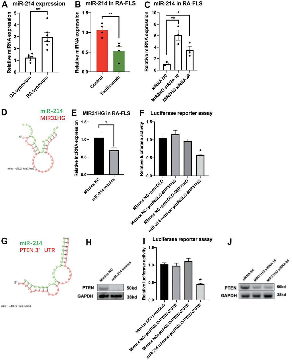 The ceRNA network for MIR31HG-miR-214-PTEN in RA-FLS. (A) The endogenous expression of miR-214 in OA and RA synovium samples (n=6). (B) The endogenous expression of miR-214 in RA-FLS following tocilizumab treatment (n=4). (C) The effects of MIR31HG siRNAs on miR-214 expression in RA-FLS (n=3). (D) Bioinformatic prediction of binding between MIR31HG and miR-214. (E) The expression of MIR31HG in miR-214 overexpressing RA-FLS (n=3). (F) Luciferase reporter assay demonstrating the direct interactions between miR-214 and MIR31HG (n=3). (G) Bioinformatic prediction of binding between the PTEN 3’ UTR and miR-214. (H) The expression of PTEN in miR-214 overexpressing RA-FLS (n=3). (I) Luciferase reporter assay demonstrating the direct interactions between miR-214 and the PTEN 3′ UTR (n=3). (J) Western blot showing the endogenous expression of PTEN in MIR31HG knockdown RA-FLS (n=3). Data represent the mean ± SEM; *p t-test.