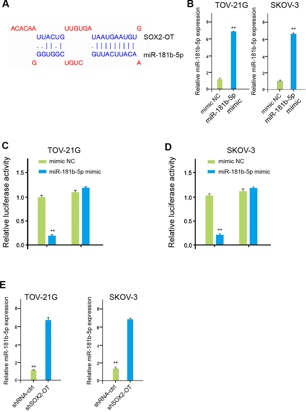 SOX2-OT serves as a miR-181b-5p sponge in ovarian cancer cells. (A) The interaction of SOX2-OT and miR-181b-5p was analyzed by bioinformatic analysis based on ENCORI (http://starbase.sysu.edu.cn/index.php). (B) The expression levels of miR-181b-5p were assessed by qPCR in the TOV-21G and SKOV-3 cells treated with control mimic or miR-181b-5p mimics. (C, D) Luciferase activities of SOX2-OT (SOX2-OT WT) and SOX2-OT with the miR-181b-5p-binding site mutant (SOX2-OT MUT) were determined by luciferase reporter gene assays in the TOV-21G and SKOV-3 cells treated with control mimic or miR-181b-5p mimic. (E) The TOV-21G and SKOV-3 cells were treated with control shRNA or SOX2-OT shRNA. The expression of miR-181b-5p was measured by qPCR assays in the cells. Data are presented as mean ± SD. Statistic significant differences were indicated: ** P 