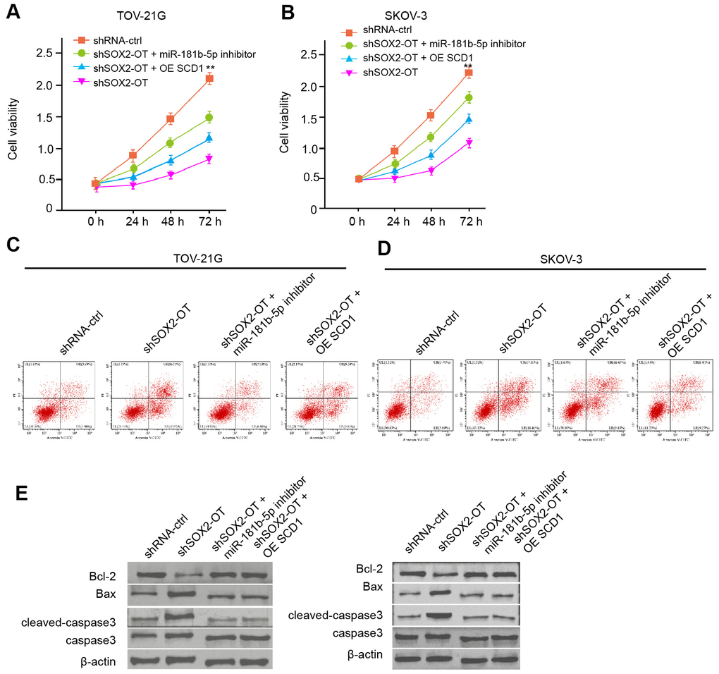 Exosomal SOX2-OT contributes to the progression of ovarian cancer by miR-181b-5p/ SCD1 axis in vitro. (A–E) The TOV-21G and SKOV-3 cells were treated with control shRNA or SOX2-OT shRNA, co-treated with SOX2-OT shRNA and miR-181b-5p inhibitor or pcDNA3.1-SCD1. (A, B) The cell viability was measured by MTT assays in the cells. (C, D) The cell apoptosis was analyzed by flow cytometry analysis in the cells. (E) The expression of Bcl-2, Bax, cleaved-caspase3, and caspase3 was measured by Western blot analysis in the cell. Data are presented as mean ± SD. Statistic significant differences were indicated: ** P 