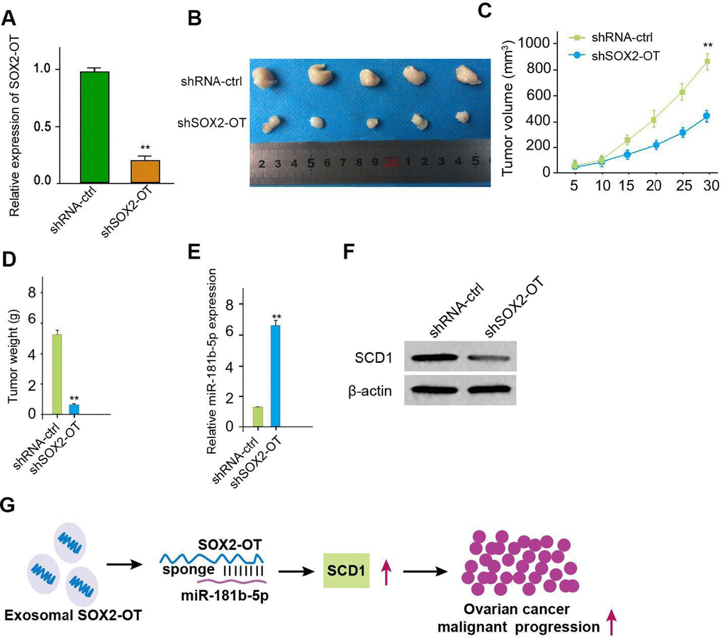 Exosomal SOX2-OT promotes tumor growth of ovarian cancer in vivo. (A–F) The impact of exosomal SOX2-OT on tumor growth of ovarian cancer cells in vivo was analyzed by nude mice tumorigenicity assay (n = 5). The SKOV-3 cells were treated with control shRNA or SOX2-OT shRNA exosome. (A) The expression of SOX2-OT was tested by qPCR in the tumor tissues of the mice. (B) Representative images of dissected tumors from nude mice were shown. (C) The average tumor volume was calculated and presented. (D) The average tumor weight was calculated and presented. (E) The expression of miR-181b-5p was measured by qPCR in the tumor tissues of the mice. (F) The expression of SCD1 was tested by Western blot analysis in the tumor tissues of the mice. (G) The schematic model of the study. Data are presented as mean ± SD. Statistic significant differences were indicated: * P P 