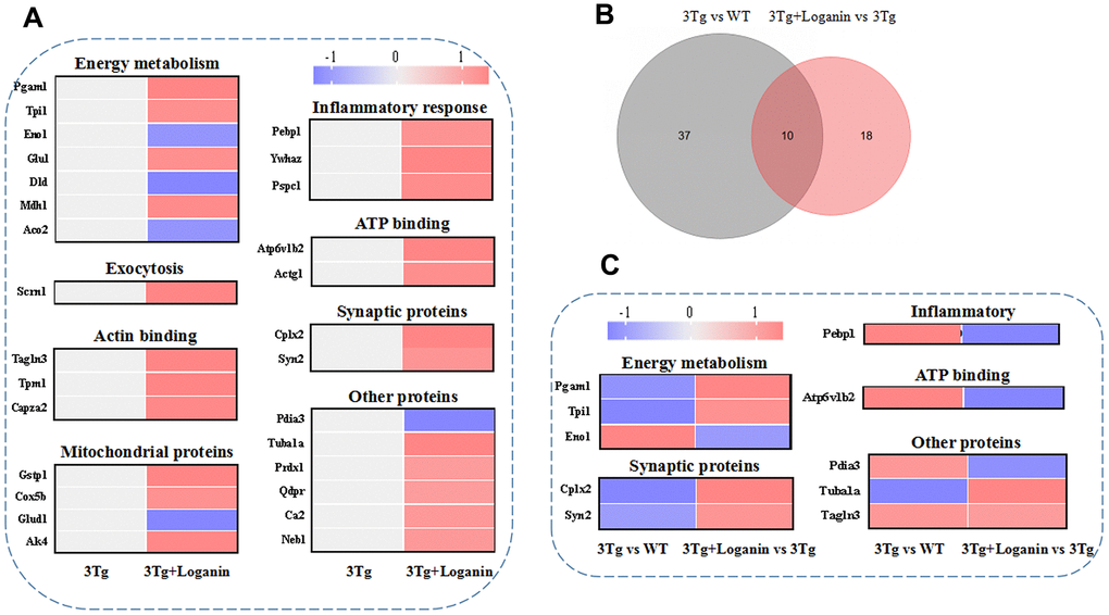 Functional categories, heatmap analysis and Venn diagram analysis. (A) Functional categories and heatmap analysis of 28 differentially expressed proteins from the 3xTg-AD mice treated with loganin compared to the control mice. (B) The Venn diagram analysis. (C) Functional categories and heatmap analysis of the co-differentially expressed proteins among three groups. Red expressed up-regulated and blue expressed down-regulated. The brighter the image, the greater the fold change.