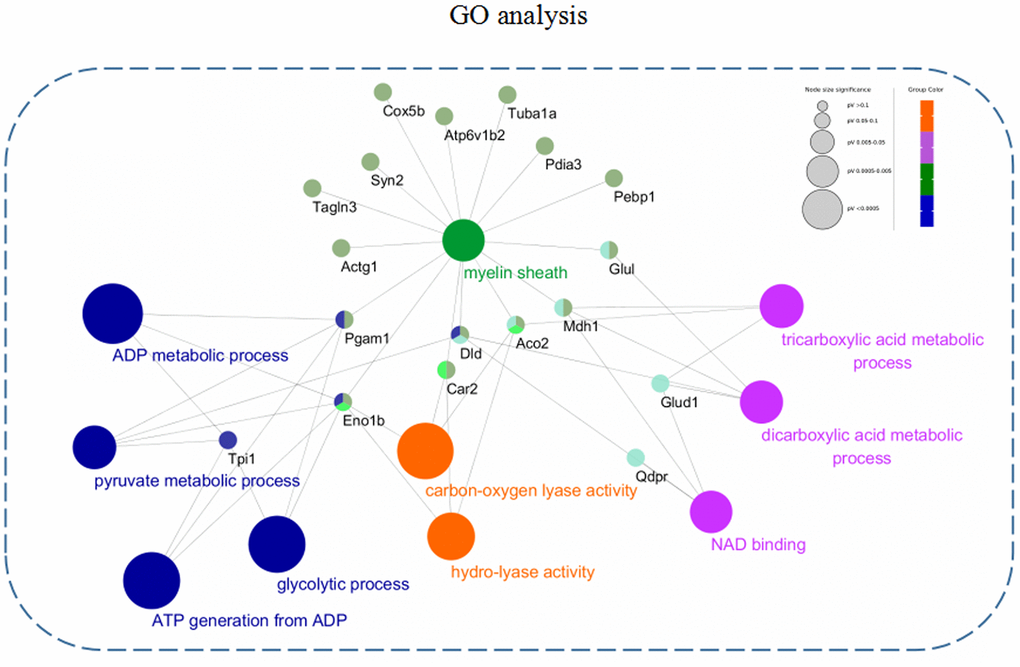 GO annotation enrichment analysis. The differentially expressed proteins from the 3xTg-AD mice treated with loganin compared with the control mice were enriched in BP, MF, and CC through a Cytoscape plug-in ClueGo. Different colour represented main classification of GO enrichment, and the bigger the circle changed, the better the enrichment.