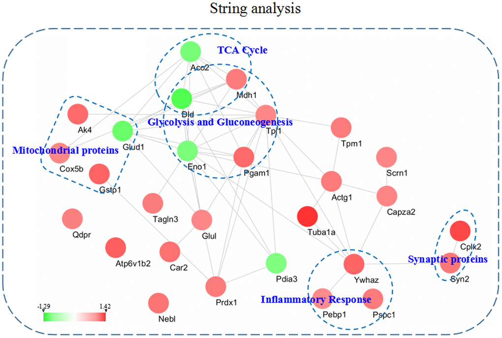 The intricate PPI network of the differentially expressed proteins and selected functional categories. This network and functional categories were conducted and visualized among the dysregulated proteins in the hippocampus of the 3xTg-AD mice treated with loganin compared with the control mice. Red expressed up-regulated and green expressed down-regulated. The brighter the image, the greater the fold change.