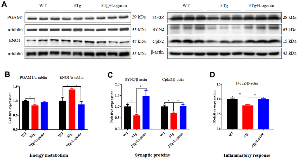 Validation of key proteins involving in neuroprotective effects of loganin. (A–D) The relative expression of energy metabolism, synaptic proteins, and inflammatory response related proteins in WT mice and 3xTg-AD mice with or without loganin treatment. Data were expressed as mean ± SEM, *p 