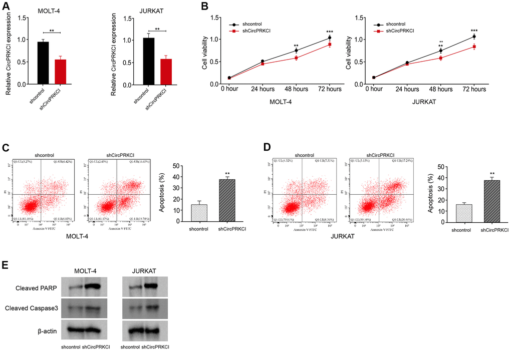CircPRKCI knockdown suppresses T-ALL cell survival in vitro. (A–E) MOLT-4 and JURKAT cells were treated with circPRKCI shRNA. (A) The treatment efficacy of circPRKCI shRNA in MOLT-4 and JURKAT cells was determined by qRT-PCR assay. The cell viability (B) and apoptosis (C, D) were measured by CCK-8 and flow cytometry, respectively. (E) The expression of cleaved PARP and cleaved caspase3 was measured by Western blot analysis. **p p 