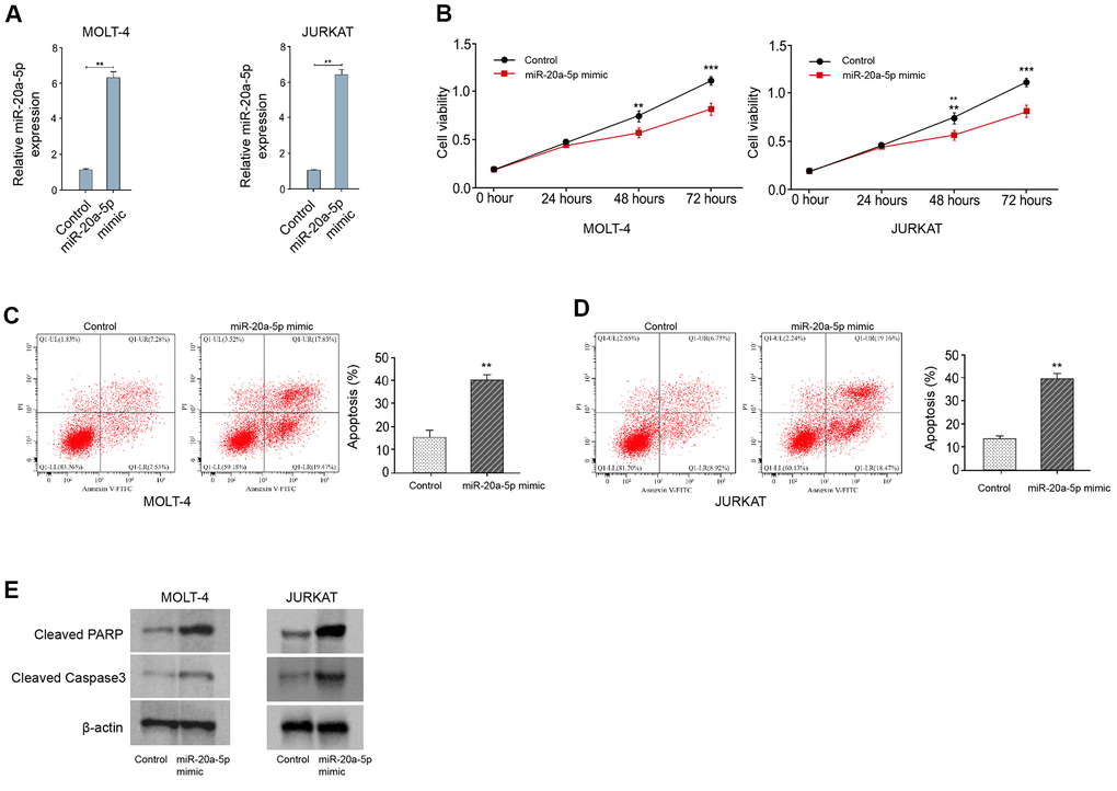 MiR-20a-5p represses T-ALL cell survival in vitro. (A–E) MOLT-4 and JURKAT cells were treated with miR-20a-5p mimic. (A) The treatment efficacy of miR-20a-5p mimic in MOLT-4 and JURKAT cells was determined by qRT-PCR assay. The cell viability (B) and apoptosis (C, D) were measured by CCK-8 and flow cytometry, respectively. (E) The expression of cleaved PARP and cleaved caspase3 was measured by Western blot analysis. **p p 