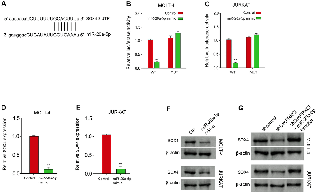 MiR-20a-5p can target SOX4 in T-ALL cells. (A) The predicted interaction site between circPRKCI and miR-20a-5p. (B–F) MOLT-4 and JURKAT cells were treated with miR-20a-5p mimic. (B, C) The treatment efficacy of miR-20a-5p mimic in MOLT-4 and JURKAT cells was determined by qRT-PCR assay. (D, E) The luciferase activity of SOX4 was determined by dual luciferase reporter assay. (F) The expression of SOX4 was determined by Western blot analysis. (G) MOLT-4 and JURKAT cells were treated with circPRKCI shRNA or co-treated with miR-20a-5p inhibitor. The expression of SOX4 was analyzed by Western blot analysis. **p 