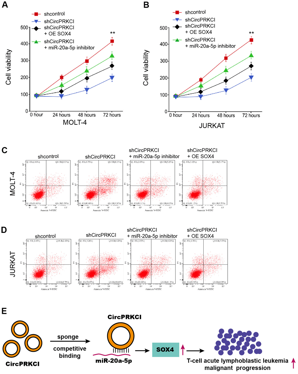 CircPRKCI/miR-20a-5p/SOX4 axis regulates T-ALL cell survival in vitro. (A–D) MOLT-4 and JURKAT cells were treated with circPRKCI shRNA, or co-treated miR-20a-5p inhibitor or SOX4 vectors. (A, B) The cell viability was detected by CCK-8. (C, D) The cell apoptosis was measured by flow cytometry. **p E).