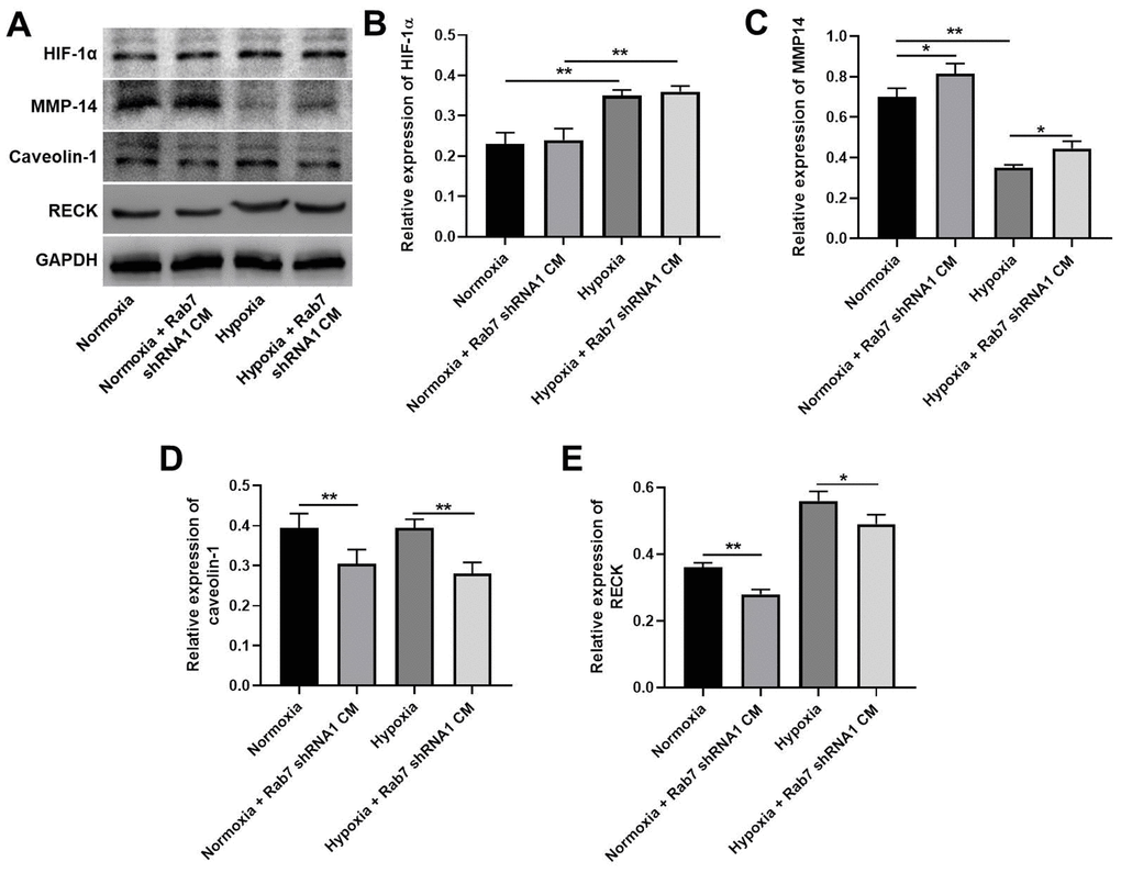 Rab7 silencing reversed hypoxia-induced decrease of MMP-2 activity via regulation of RECK, MMP-14 and Caveolin-1. (A) The protein levels of HIF-1α, MMP-14, Caveolin-1 and RECK in HMEC-1 cells were detected by western blot. (B–E) β-actin was used for quantification. *P**P
