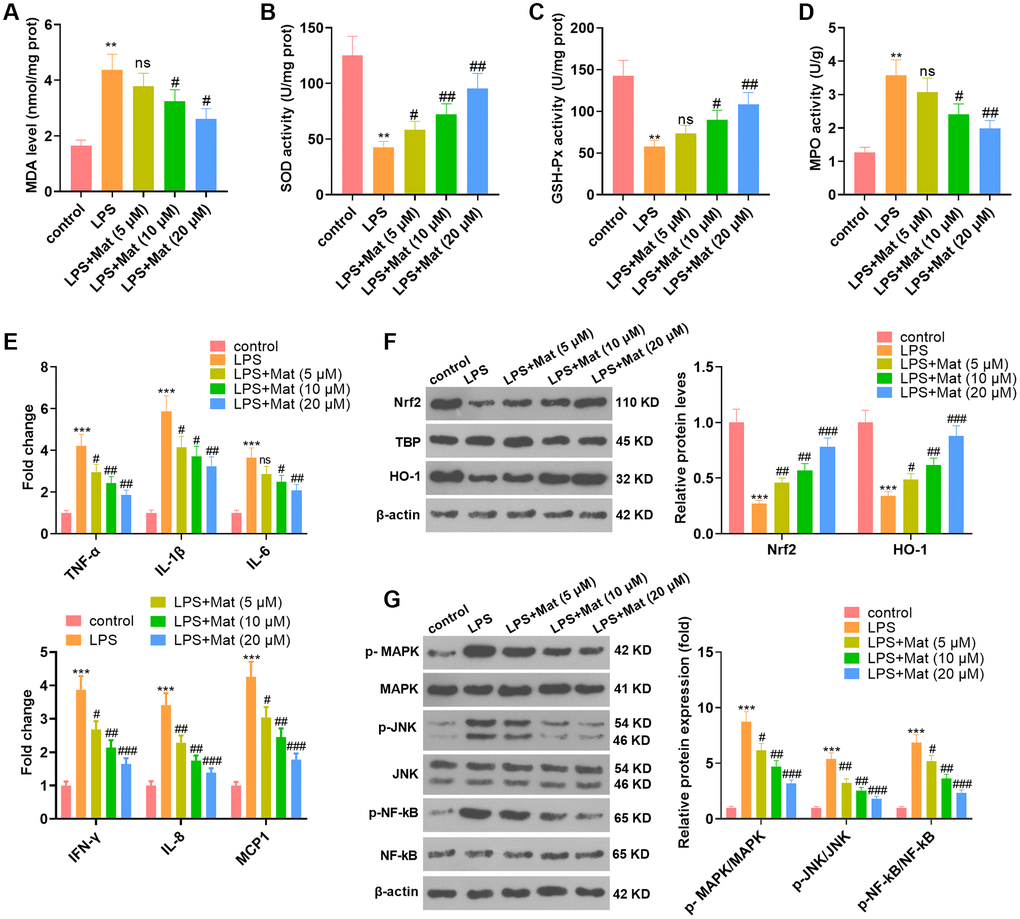 Mat mitigated LPS-mediated oxidative stress and inflammation in microglia. After 1 μg/mL LPS treatment for 24 hours, NSC-34 and HT22 cells were treated with varying concentrations (5 to 20 μg/mL) of Mat for 48 hours. (A–D) MDA production and SOD, CAT and GSH-Px activities were measured by utilizing the BCA protein assay kits. (E) ELISA was implemented to test the cellular levels of TNF-α, IL-1β, IL-6, IFN-γ, IL-8 and MCP1. (F–G) The profiles of Nrf2, HO-1, MAPK P38, JNK and NF-κB were compared by WB. **P ***P #P ##P ##P 