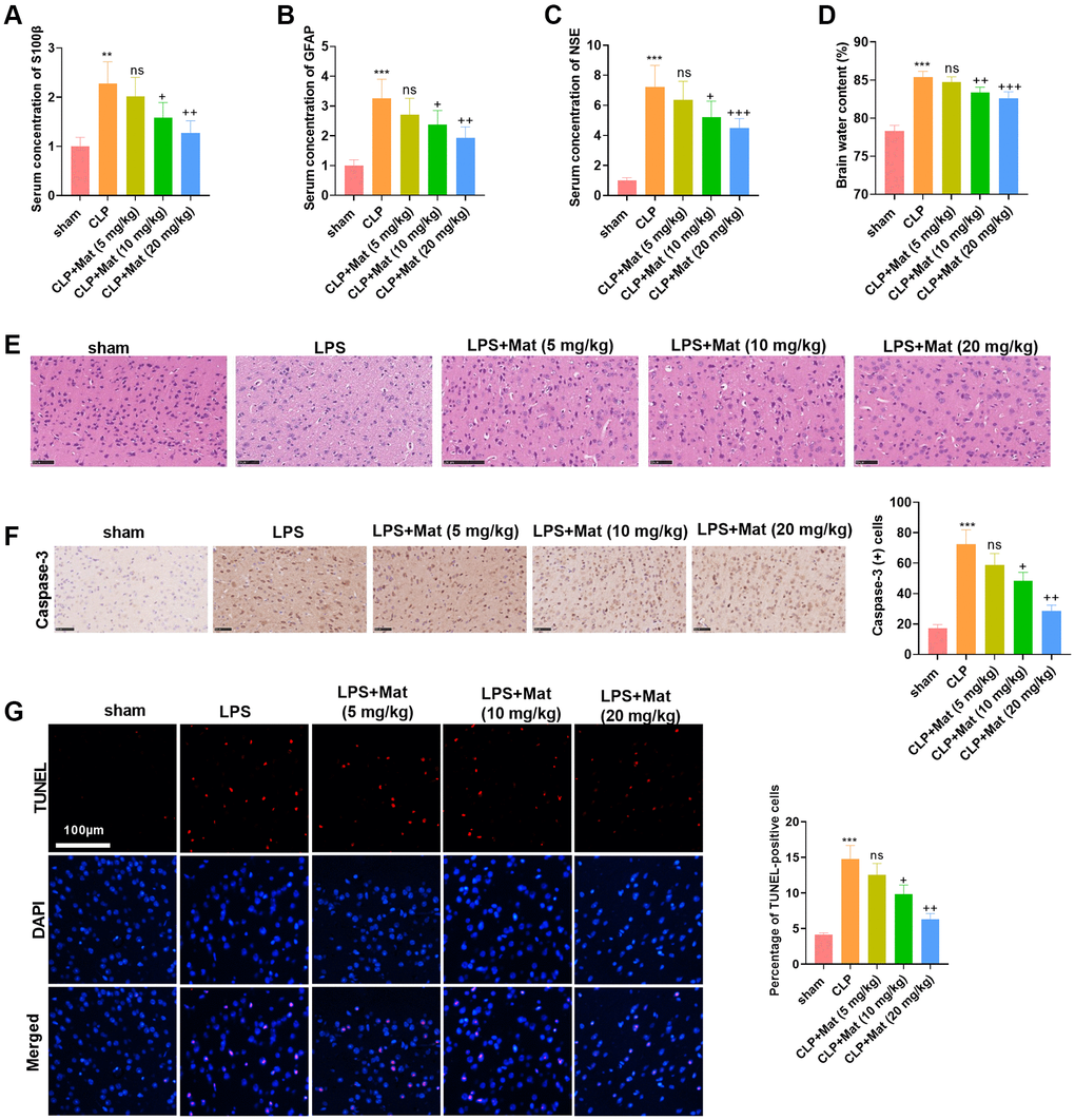 Mat alleviated CLP-induced acute brain injury in rats. A rat sepsis model was constructed using the CLP surgery, based on which rats were given oral doses of Mat at different concentrations (5 to 20 mg/kg) for 48 hours. (A–C) Blood analysis was utilized to compare the concentrations of S100β, GFAP and NSE in the rat serum. (D) Brain edema was measured using wet-dry method. (E) Brain tissues were stained with H&E. (F) IHC was taken to calculate the Caspase-3-positive cell number. (G) TUNEL staining was performed to detect tissue apoptosis. **P ***P P > 0.05, +P ++P ++P 
