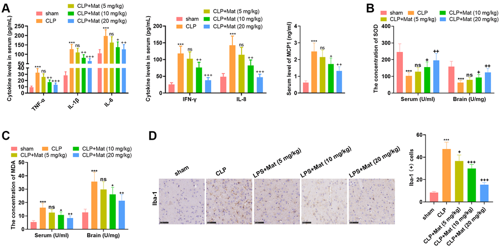 Mat repressed CLP-mediated inflammation and oxidative stress. Experimental animals were treated like that in Figure 3. (A) ELISA was adopted to determine the cellular contents of TNF-α, IL-1β, IL-6, IFN-γ, IL-8 and MCP1. (B–C) The BCA protein assay kits were employed to test the concentrations of MDA and SOD in the serum and brain tissue. (D) The Iba-1 positive cell number was checked by IHC. ***P P > 0.05, +P ++P ++P 