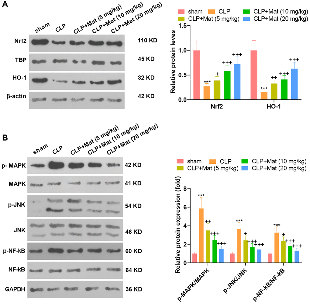 Mat choked the CLP-activated MAPK and NF-κB pathways. Experimental animals were treated like that in Figure 3. (A–B) The profiles of Nrf2, HO-1, MAPK P38, JNK and NF-κB were tested by WB. ***P P > 0.05, +P ++P ++P 