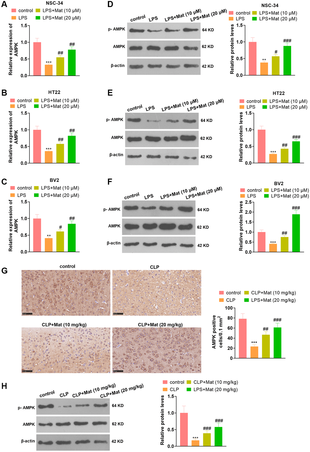 Mat facilitated the AMPK expression. In addition to LPS (1 μg/mL) treatment for 24 hours, NSC-34, HT22 and BV2 cells were intervened with Mat (10, 20 μM) for 48 hours. (A–C) The AMPK expression at the mRNA level was examined by qRT-PCR. (D–F) The AMPK protein profile was verified by WB. Rats were orally administered with Mat (10, 20 mg/kg) following CLP treatment. (G) The AMPK expression in tissues was monitored by IHC. (H) The AMPK phosphorylation was measured by WB. **P ***P #P ##P ##P 