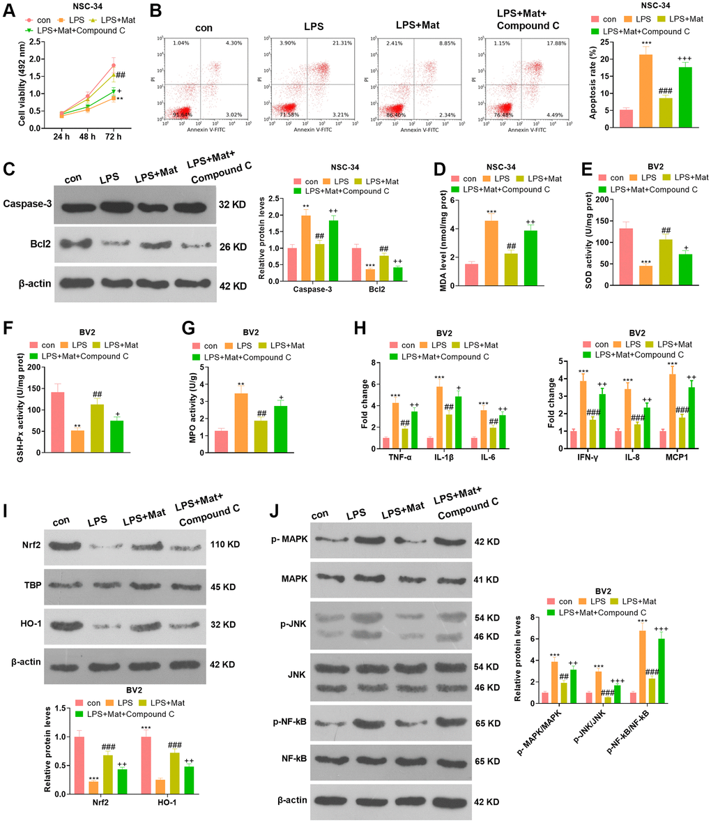 Attenuating AMPK abated Mat-mediated neuron-protective and anti-inflammatory effects. NSC-34 and BV2 cells were treated with Mat (20 μM) alone or in combination with Compound C for 48 hours following LPS (1 μg/mL) treatment for 24 hours. (A–B) proliferation and apoptosis of NSC-34 cells were measured by CCK8. (C) The expression of Caspase-3 and Bcl2 was tested by WB. (D–G) Detection of MDA, SOD, CAT and GSH-Px levels in NSC-34 was performed using the BCA protein assay kit. (H) ELISA was applied for gauging the production of TNF-α, IL-1β, IL-6, IFN-γ, IL-8 and MCP1 in NSC-34. (I–J) The expression of MAPK and JNK, as well as NF-κB in BV2 microglia, was compared by WB. **P ***P ##P ##P +P ++P 