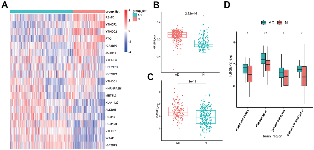 Identification of DEGS in AD. (A) The expression of 19 m6A modification-related genes in GSE33000. (B) IGF2BP2 expression in AD patients and in normal people in GSE33000. (C) IGF2BP2 expression in AD patients and in normal people in GSE48350 and GSE5281. (D) IGF2BP2 expression in different brain regions of AD patients in GSE33000.