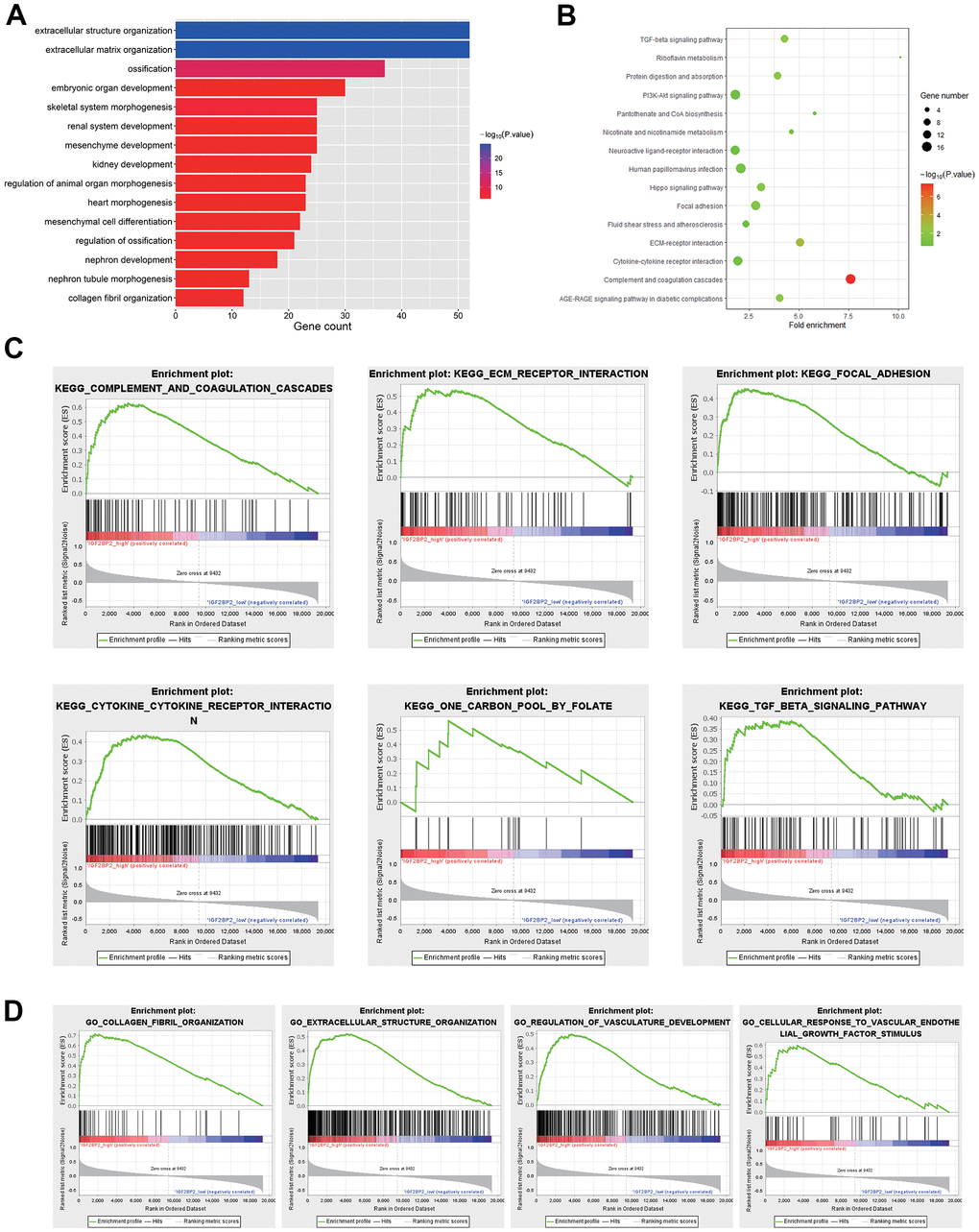 Pathway analysis in DEGS. (A) Biological processes of 440 DEGs in black module. (B) KEGG analysis of 440 DEGs in black module. (C) KEGG pathways enriched in IGF2BP2-high by GSEA. (D) GO biological processes enriched in IGF2BP2-high by GSEA.