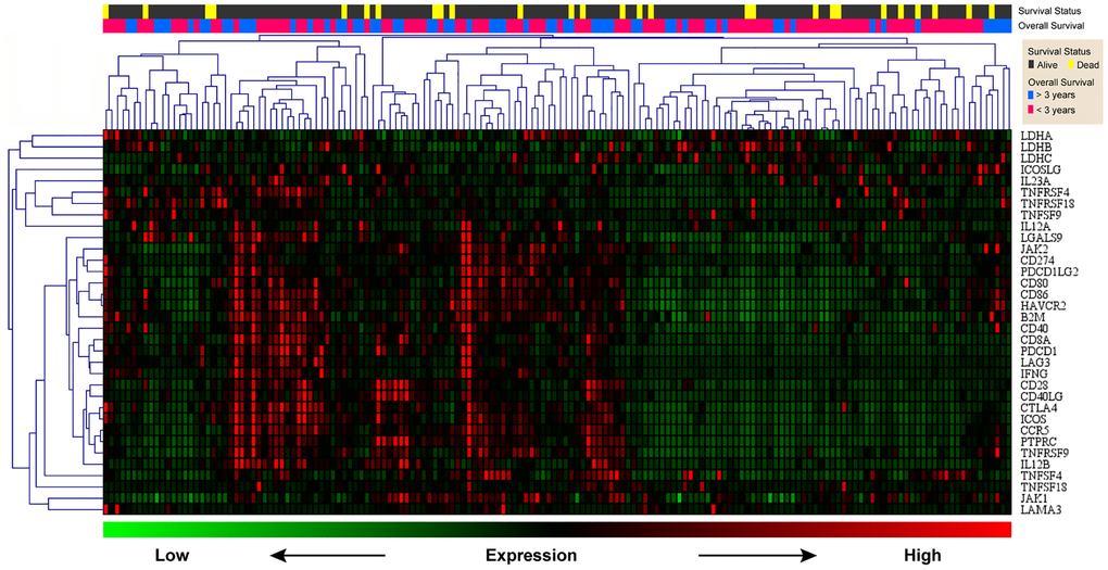 Heat map of CCR5 and immune checkpoint related genes. Green represents low expression level and red represents high expression level. The two upper rows represent survival and survival status, respectively.