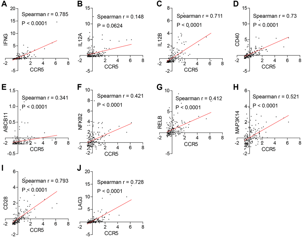 (A, C–J) CCR5 is positively correlated with good prognostic markers of anti-immune checkpoint therapies such as IFNG, IL12B, CD40, ABCB11, NFκB2, RELB, MAP3K14, CD28 and LAG3. (B) The correlation between the expression of CCR5 and IL12A does not have statistical significance (p = 0.0624).