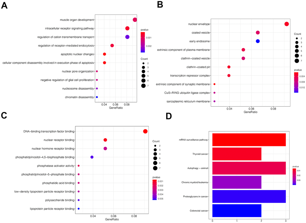 Gene ontology (GO) and Kyoto encyclopedia and genes and genomes (KEGG) analyses of circFAM120B in OS. (A–C) Top 10 circFAM120B enriched terms from GO analyses. (D) Top 5 circFAM120B enriched pathways from KEEG analyses.