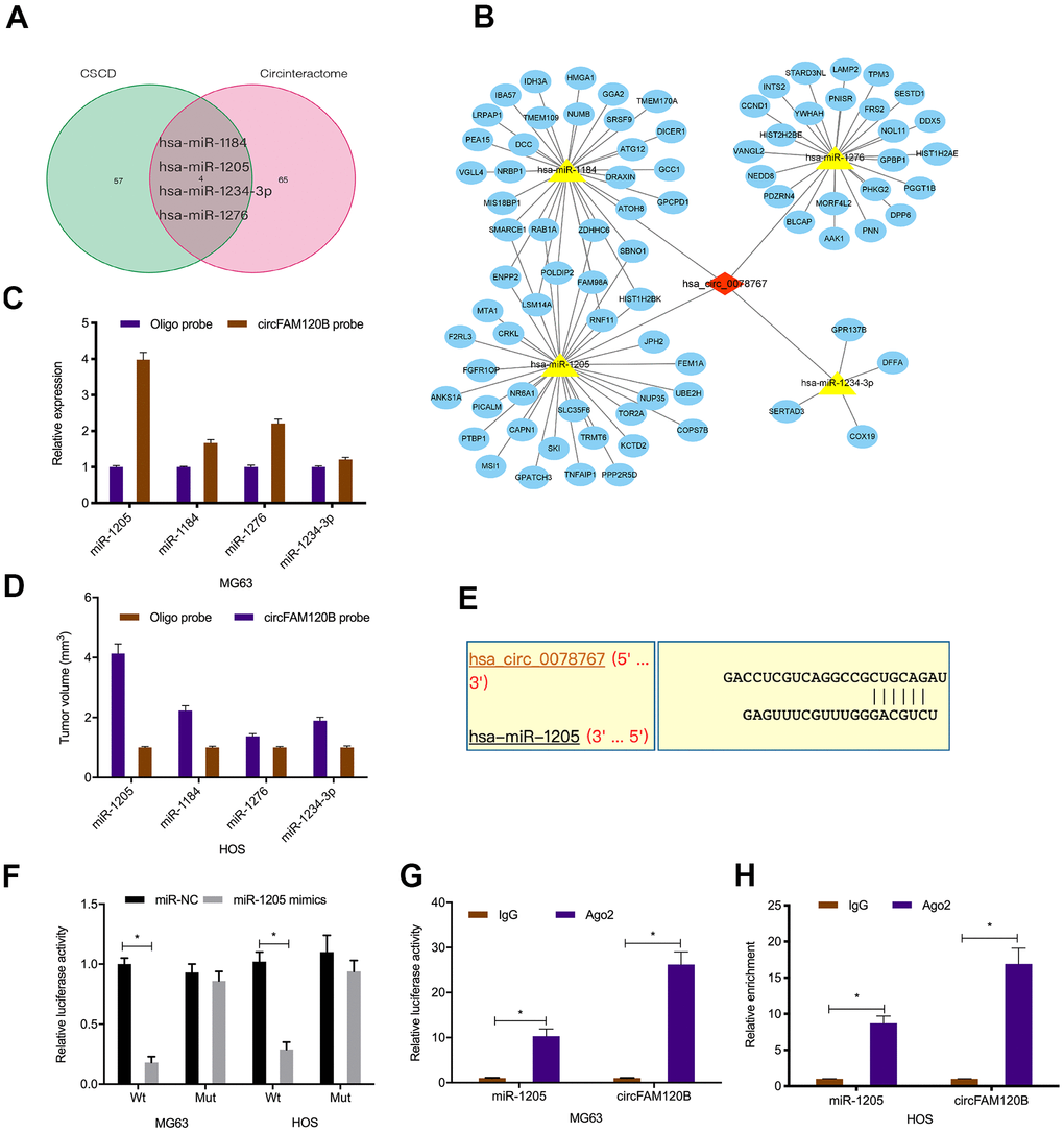 Interactions between circFAM120B and miR-1205. (A) Schematic of overlapping target miRNAs for circFAM120B. (B) Genes, miRNAs, and circFAM120B regulatory network. (C, D) Relative expression levels of four miRNA candidates in OS cells lysates were detected by qRT-PCR. (E) Binding site predictions between circFAM120B and miR-1205. (F–H) Molecular interactions between circFAM120B and miR-1205 were explored by luciferase reporter assays and RIP assay. *P 