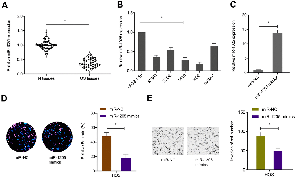 MiR-1205 suppresses OS progression. (A, B) MiR-1205 levels in OS samples and cell lines. (C) Transfection efficiencies of miR-1205 mimics in HOS cell line. (D, E) MiR-1205 overexpression reduces HOS cells proliferation and invasion. *P 
