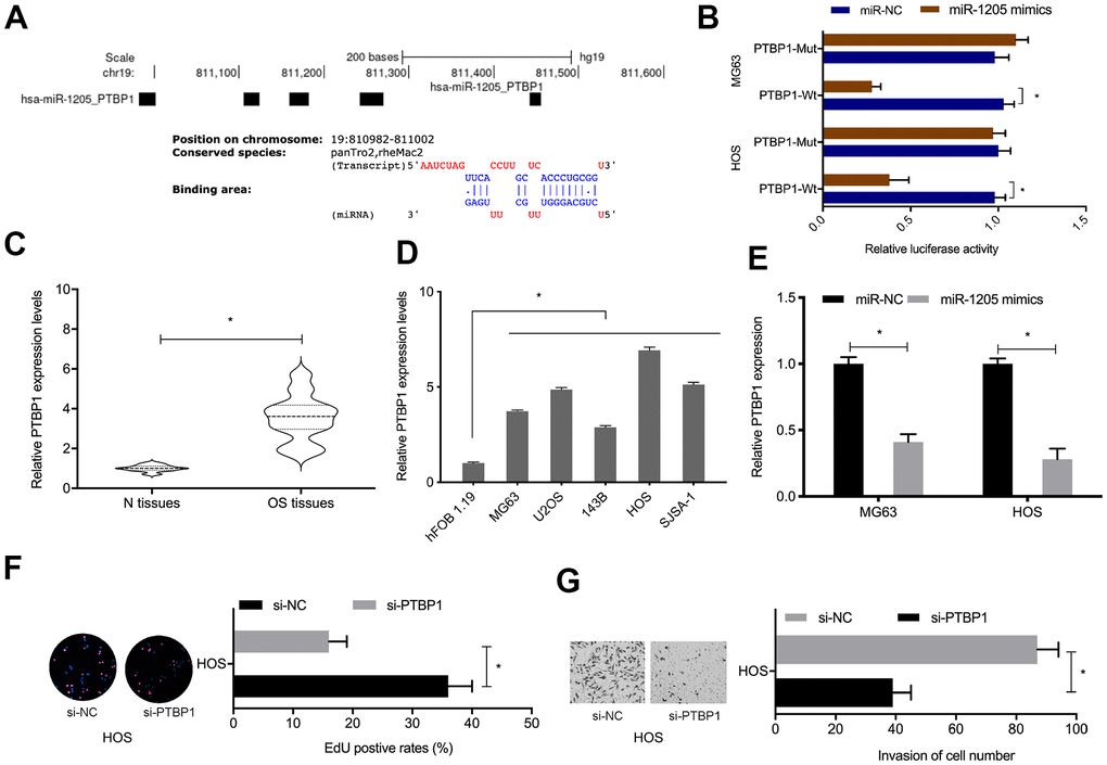 PTBP1 is directly targeted by miR-1205. (A, B) Molecular interactions between miR-1205 and PTBP1. (C, D) Relative PTBP1 expression in OS tissues and cell lines. (E) MiR-1205 overexpression reduces PTBP1 expression in OS cells. (F, G) Suppressing PTBP1 reduces HOS cells proliferation and invasion. *P 