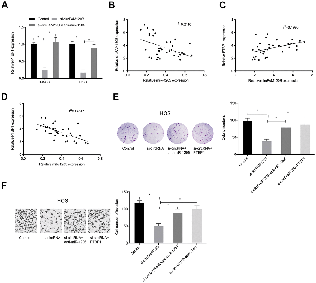 circFAM120B inhibits OS progression via miR-1205/PTBP1 signaling. OS cells transfected with si-circFAM120B or co-transfected with miR-1205 inhibitors or co-transfected with PTBP1. (A) PTBP1 mRNA levels in OS cells. (B–D) Expression correlations between circFAM120B, miR-1205, and PTBP1 in OS tissues. (E) Colony formation assay. (F) Transwell invasion assay. *P 