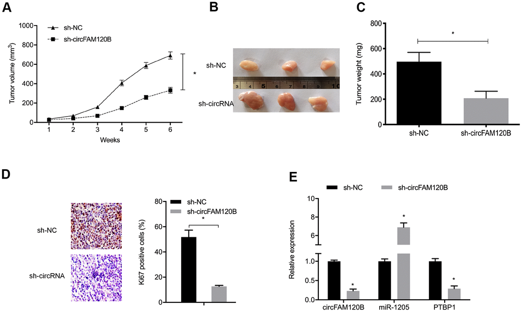 circFAM120B suppression reduces in vivo tumor growth. (A) Mouse tumor volumes were measured weekly. (B) Mouse tumor tissue images. (C) Mouse tumor weights. (D) Ki-67 expression in xenograft tissue. (E) CircFAM120B, miR-1205 and PTBP1 expression in xenograft tissue. *P 