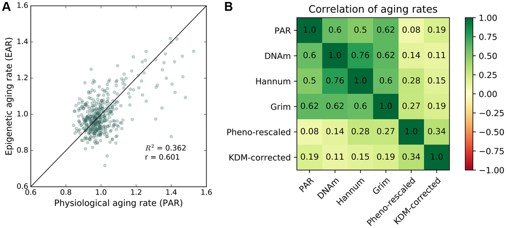 Correlation between epigenetic aging rate and physiological aging rate. Correlation between PAR and other aging rate measures. (A) Mean physiological aging rates (PARs) obtained from physiological age measurements were correlated (R2 = 0.362, r = 0.601) with the mean epigenetic aging rates (EARs) calculated for the same individuals across the baseline and latest follow-up InCHIANTI studies using the Horvath DNAm age. (B) Pearson correlation values between different pairings of aging rate measures including PAR, Horvath DNAm age, the Hannum DNAm age, GrimAge, rescaled PhenoAge, and the corrected KDM biological age with eight covariates.