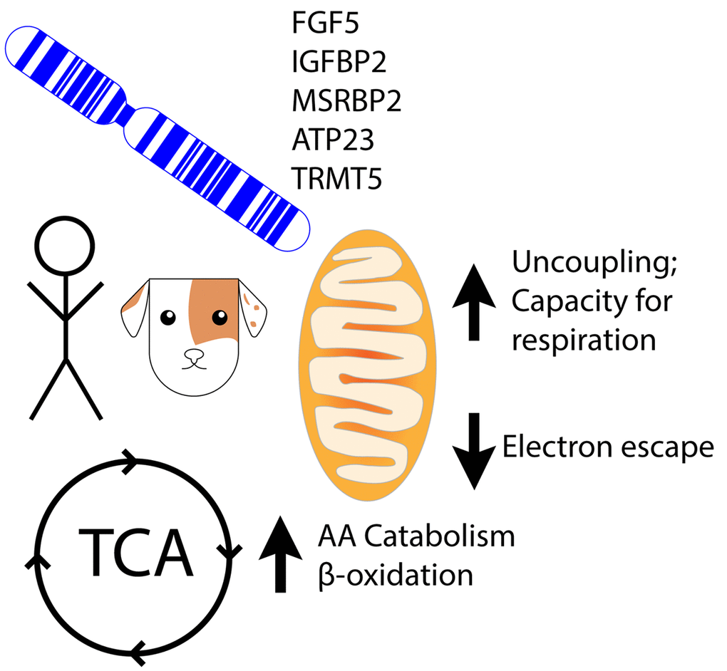 Human and canine genes are linked to aging. In canines, these genes potentially impact pro-longevity effects shown above.