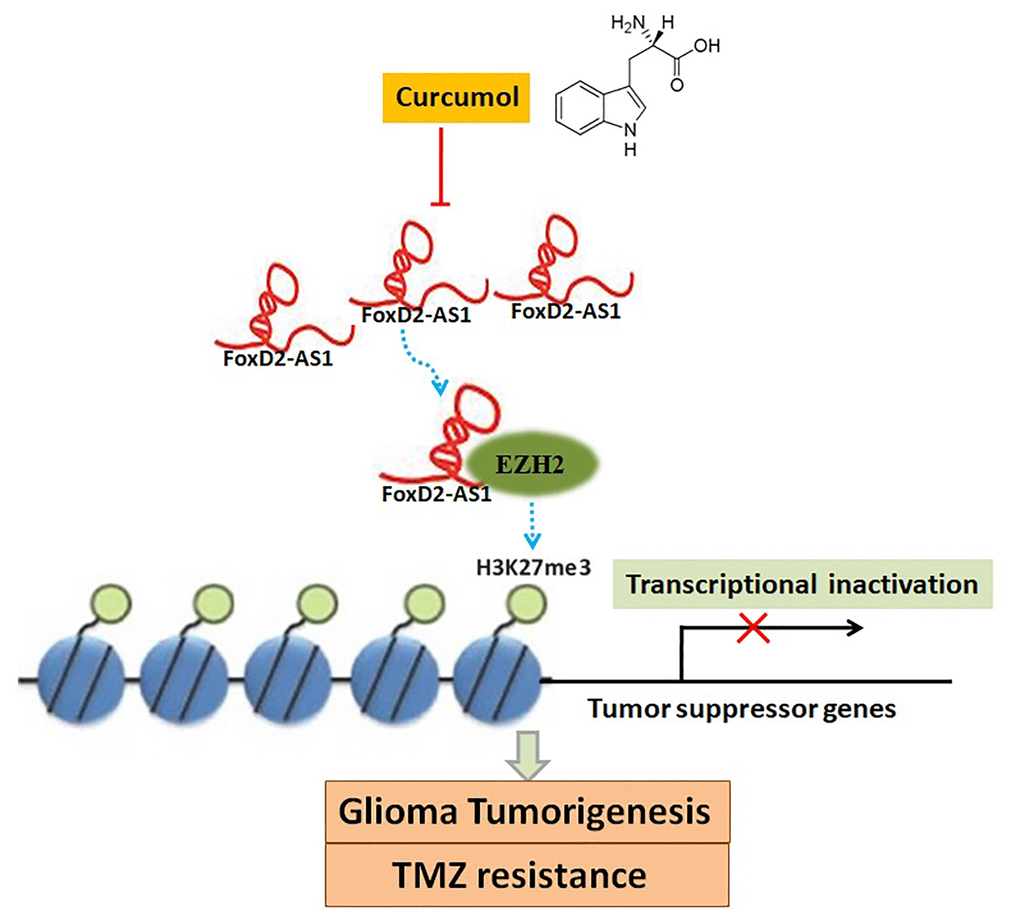 A schema diagram displaying the inhibitory effects of curcumol on glioma tumorigenesis and TMZ-resistance. Based on the findings of the present, FOXD2-As1 might be a molecular target of curcumol treatment, and that curcumol performs its functions in glioma cells by repressing FOXD2-As1-induced EZH2 activity.