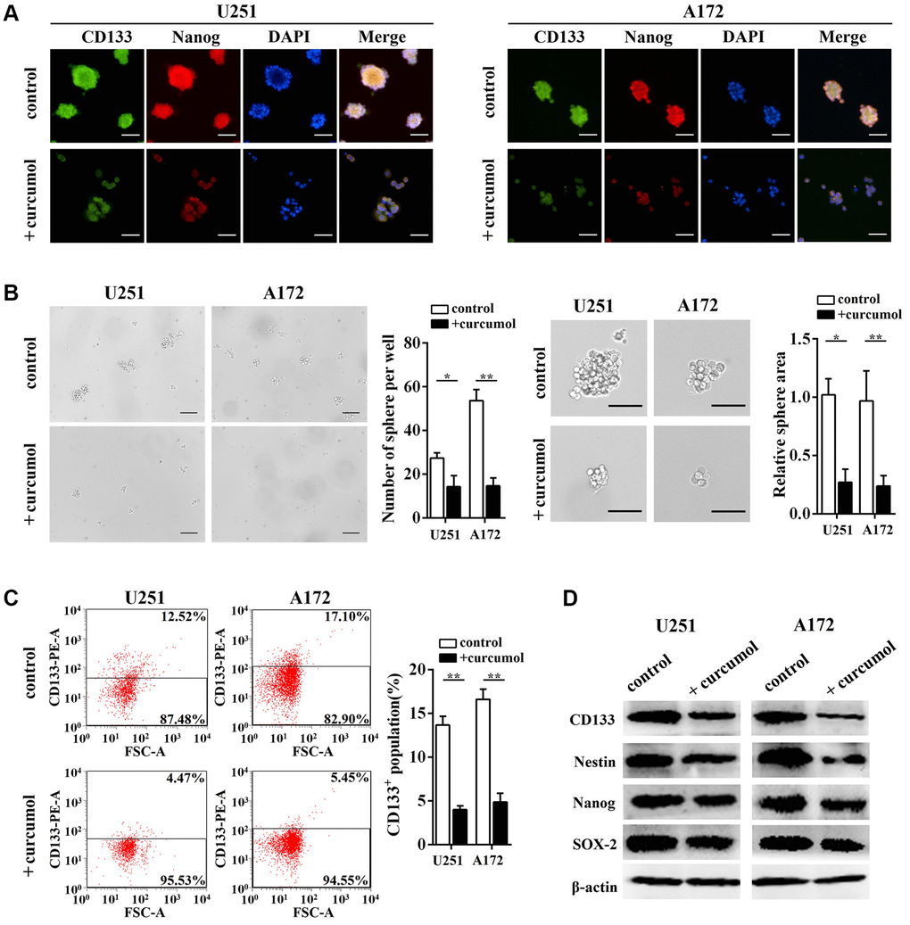 Curcumol inhibited the self-renewal ability of glioma cells. (A) CD133, Nanog, and DAPI staining were shown by immunostaining in neurosphere from glioma stem-like cells with or without 40 μg/mL curcumol. Scale bar = 200 μm. (B) Neurosphere formation capacity of glioma stem-like cells was determined. Curcumol treatment reduced the neurosphere formation of glioma stem-like cells, Scale bar = 150 μm. (C) The percentage of CD133+ cells was analyzed by FCM. (D) The expressions of stem cell marker genes in glioma cells were detected by western blotting analysis. *p **p 