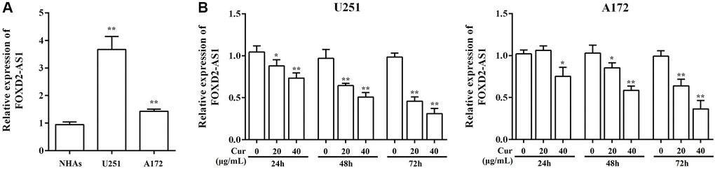 Curcumol treatment down-regulated FOXD2-As1 expression. (A) The expression of FoxD2-As1 was detected in the normal human astrocytes (NHAs) and glioma cell lines. (B) The expression of FoxD2-As1 was detected in glioma cells treatment with curcumol for 24, 48, and 72 h. *P **P 