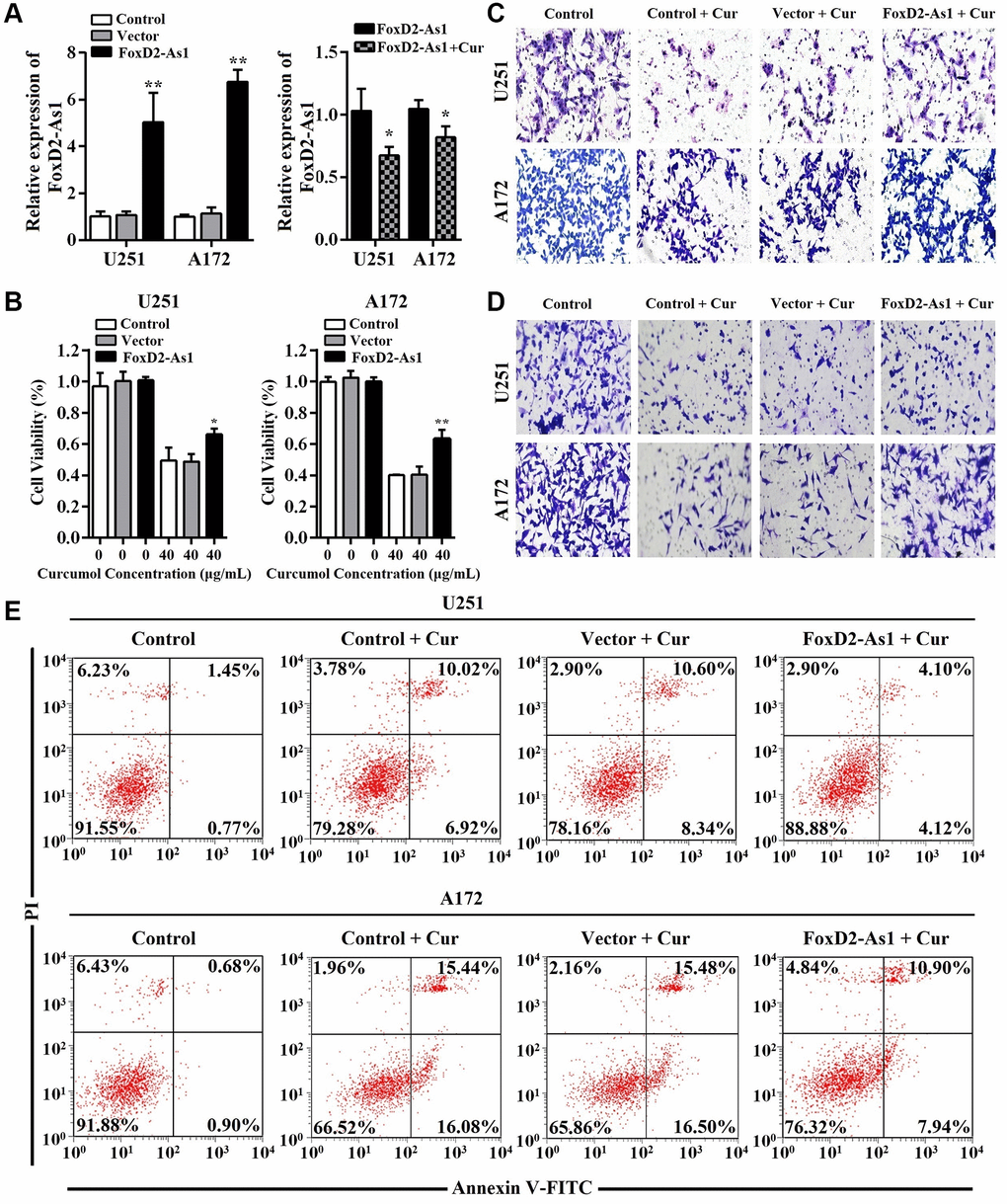 Over-expression of FoxD2-As1 reduced the anti-proliferation, anti-metastasis, and pro-apoptosis effects of curcumol in glioma cells. (A) qRT-PCR was performed to determine FOXD2-As1 expression in glioma cells of each group. pcDNA3.1-FOXD2-As1 transfection markedly increased the expression of FOXD2-As1 in glioma cells while the upregulated FOXD2-As1 expression was inhibited by curcumol treatment. (B) MTT assay was performed to determine the viability of each group cells after treated with curcumol for 48 h. (C) Transwell migration and (D) invasion assays were performed to examine the metastasis of each group cells after treated with curcumol for 48 h. (E) Annexin V-FITC/PI apoptosis assay was performed to examine the apoptotic rate of each group cells after treated with curcumol for 48 h. Data were represented as means ± SD from at least of three independent experiments. *p **p 