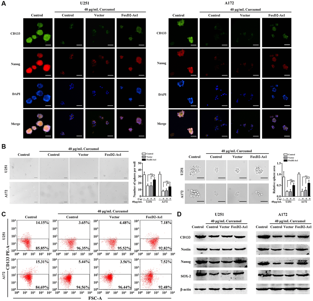 Over-expression of FoxD2-As1 abolished the inhibitory effect of curcumol on the self-renewal ability of glioma cells. (A) Immunostaining showed the expression of CD133 and Nanog on the membrane of glioma stem-like cells in each group, Scale bar = 200 μm. (B) Neurosphere formation assay showed that FoxD2-As1 upregulation promoted curcumol reduced neurosphere formation capacity of glioma cells in stem-like conditions, Scale bar = 150 μm. (C) Flow cytometry analysis showed that curcumol reduced CD133+ cells were increased by upregulation of FoxD2-As1. (D) Western blotting analysis showed that forced expression of FoxD2-As1 reversed curcumol-mediated decrease of CD133, Nestin, Nanog, and SOX-2 protein expression. *p **p 