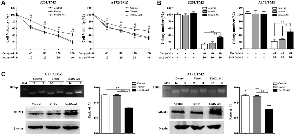 Over-expression of FoxD2-As1 abolished the effect of curcumol on TMZ-resistance of glioma cells. (A) MTT assay showed that FoxD2-As1 overexpression increased the cell viability compared to control and empty vector transfection groups. (B) Colony formation assay showed that the clonogenicity of TMZ-resistant glioma cells reduced by curcumol and TMZ treatment was reversed by FoxD2-As1 overexpression. (C) FoxD2-As1 overexpression significantly reduced the ratio of methylated MGMT promoter DNA and increased MGMT protein level in TMZ-resistant glioma cells. *P **P #P ##P 
