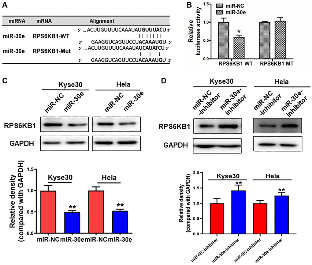 RPS6KB1 was a novel target of miR-30e. (A) The miR-30e binding site predicted in the 3′-UTR of RPS6KB1 mRNA. Mutant construct was generated at the seed sequence region of RPS6KB1 3′-UTR as indicated. The 3′-UTR fragment of RPS6KB1 mRNA containing wild-type (WT) or mutant (MT) of the miR-30e binding site was cloned into pmirGLO vector. (B) Kyse30 cells were transfected with pmirGLO reporter vector containing wild-type or mutant RPS6KB1 3′-UTR (indicated as RPS6KB1-WT and RPS6KB1-MT) with the combination of either miR-NC or miR-30e mimic. Luciferase activities were determined 24 h after the co-transfection. (C, D) The protein levels of RPS6KB1 in Kyse30 and Hela cells were analyzed by Western blotting assay. The density levels of RPS6KB1 were determined by ImageJ software, and relative fold changes were obtained by the ratios of RPS6KB1 to GAPDH levels. Data represent mean ±SD. of 3 replicates. *,**indicates significant difference at P P 