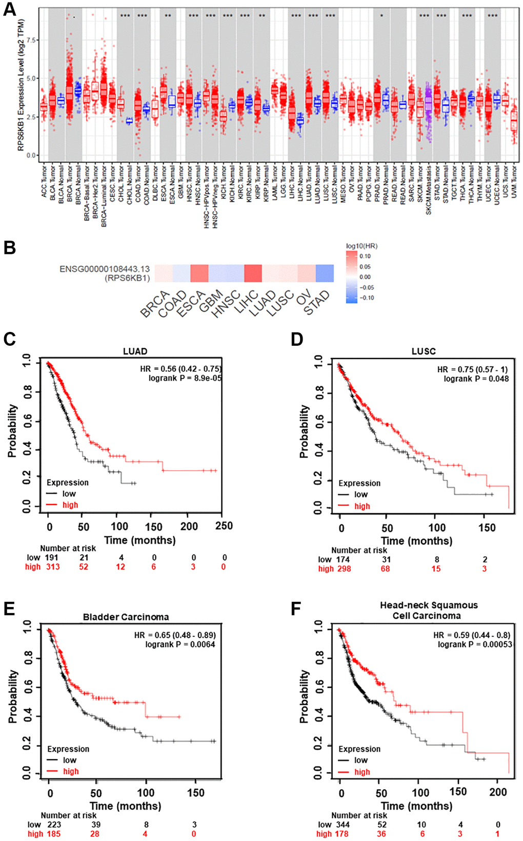 Analysis of RPS6KB1 and miR-30e expression levels, overall patient survival rate and tumor progression in several types of cancer. (A) Human RPS6KB1 levels in different types of tumor from TCGA were determined using TIMER database (http://timer.comp-genomics.org/), and RPS6KB1 expression is upregulated in most types of tumor. (B) GEPIA (http://gepia.cancer-pku.cn/index.html) was used to analyze the prognostic value of RPS6KB1 expression based on the log-rank test in 10 types of cancer. (C–F) Kaplan-Meier plotter (http://kmplot.com/analysis/), an online database of published microarray datasets, was used to analyze the correlation between miR-30e expression levels and overall patient survival in lung adenocarcinoma (LUAD), lung squamous cell carcinoma (LUSC), bladder carcinoma and head and neck squamous cell carcinoma.